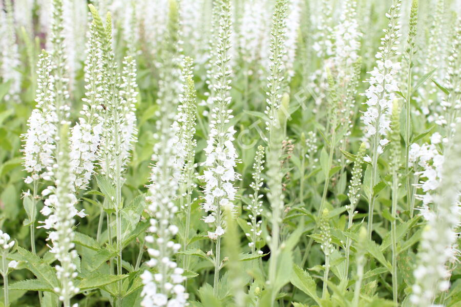 Rozrazil klasnatý 'Icicle' - Veronica spicata 'Icicle'