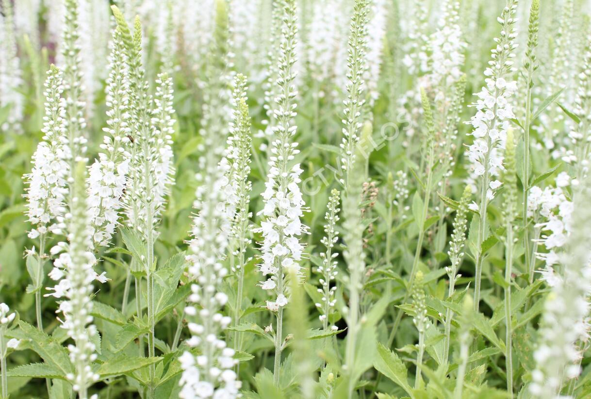 Rozrazil klasnatý 'Icicle' - Veronica spicata 'Icicle'