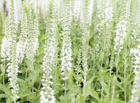 Rozrazil klasnatý 'Icicle' - Veronica spicata 'Icicle'