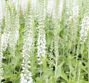 Rozrazil klasnatý 'Icicle' - Veronica spicata 'Icicle'