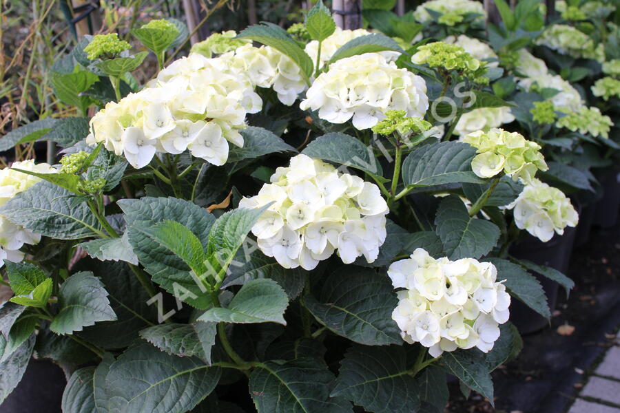 Hortenzie velkolistá 'Wudu' - Hydrangea macrophylla 'Wudu'