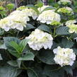 Hortenzie velkolistá 'Wudu' - Hydrangea macrophylla 'Wudu'