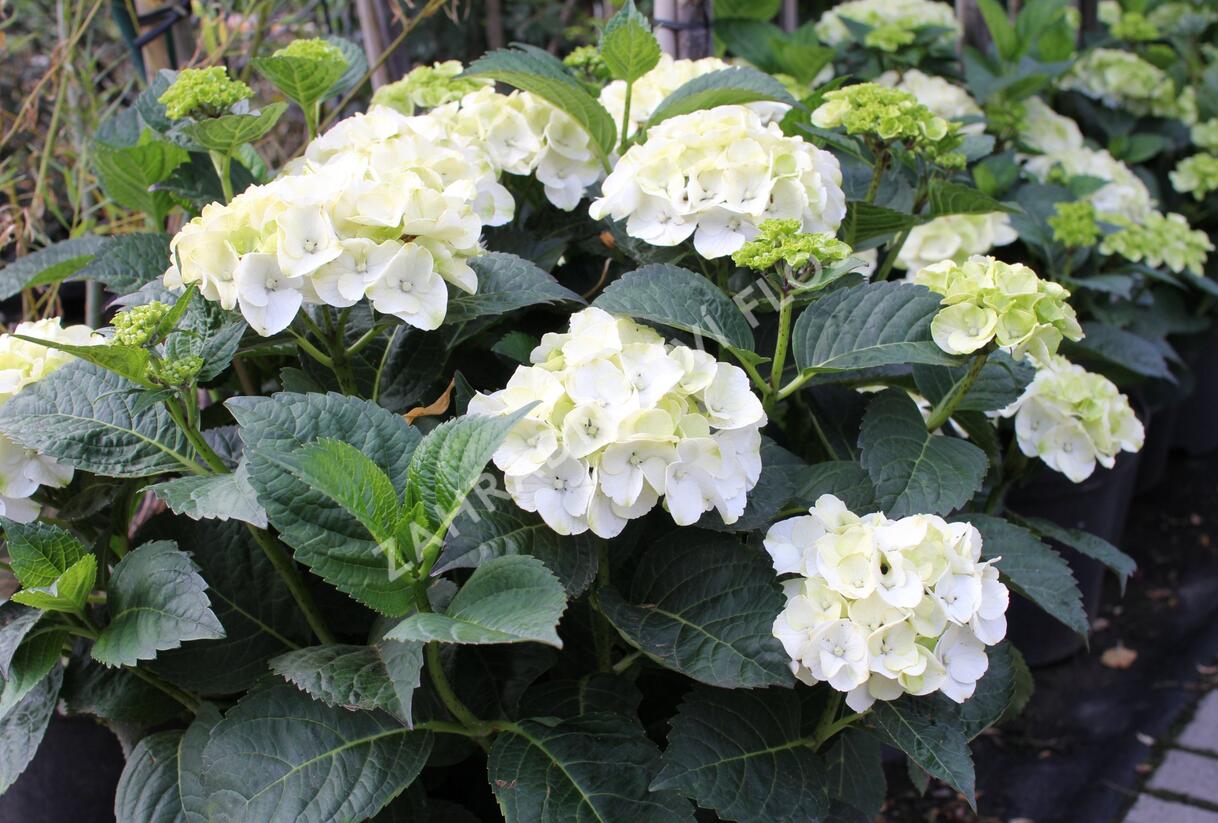 Hortenzie velkolistá 'Wudu' - Hydrangea macrophylla 'Wudu'