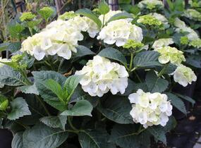 Hortenzie velkolistá 'Wudu' - Hydrangea macrophylla 'Wudu'