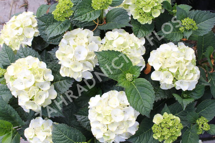 Hortenzie velkolistá 'Wudu' - Hydrangea macrophylla 'Wudu'