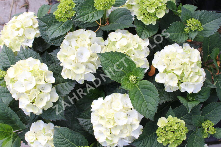 Hortenzie velkolistá 'Wudu' - Hydrangea macrophylla 'Wudu'