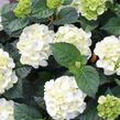 Hortenzie velkolistá 'Wudu' - Hydrangea macrophylla 'Wudu'