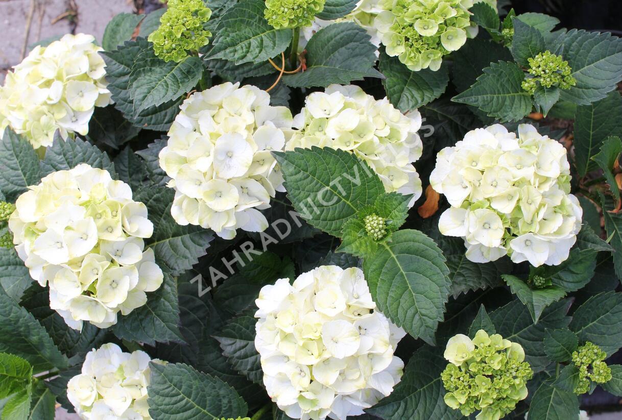 Hortenzie velkolistá 'Wudu' - Hydrangea macrophylla 'Wudu'