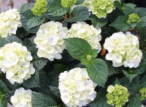 Hortenzie velkolistá 'Wudu' - Hydrangea macrophylla 'Wudu'