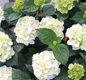 Hortenzie velkolistá 'Wudu' - Hydrangea macrophylla 'Wudu'