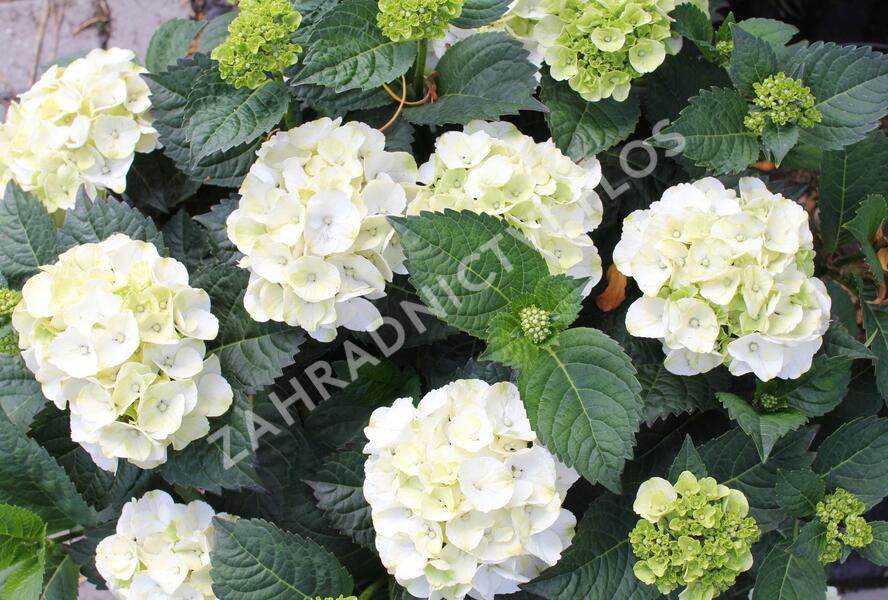 Hortenzie velkolistá 'Wudu' - Hydrangea macrophylla 'Wudu'