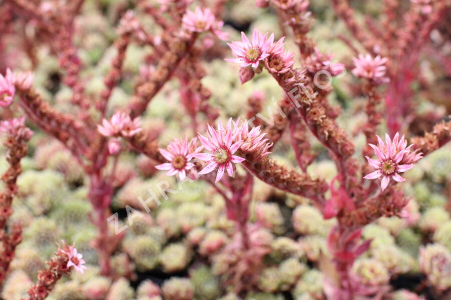 Netřesk 'Velvet Red' - Sempervivum 'Velvet Red'