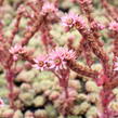 Netřesk 'Velvet Red' - Sempervivum 'Velvet Red'
