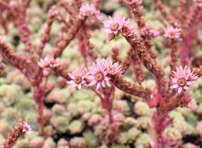 Netřesk 'Velvet Red' - Sempervivum 'Velvet Red'