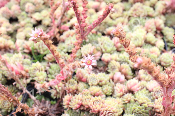 Netřesk 'Velvet Red' - Sempervivum 'Velvet Red'