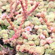 Netřesk 'Velvet Red' - Sempervivum 'Velvet Red'