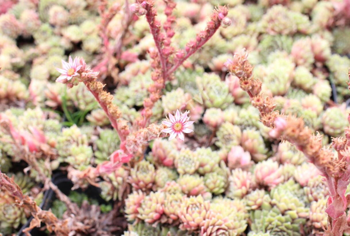 Netřesk 'Velvet Red' - Sempervivum 'Velvet Red'