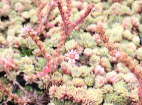 Netřesk 'Velvet Red' - Sempervivum 'Velvet Red'