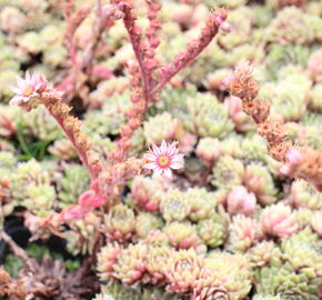 Netřesk 'Velvet Red' - Sempervivum 'Velvet Red'