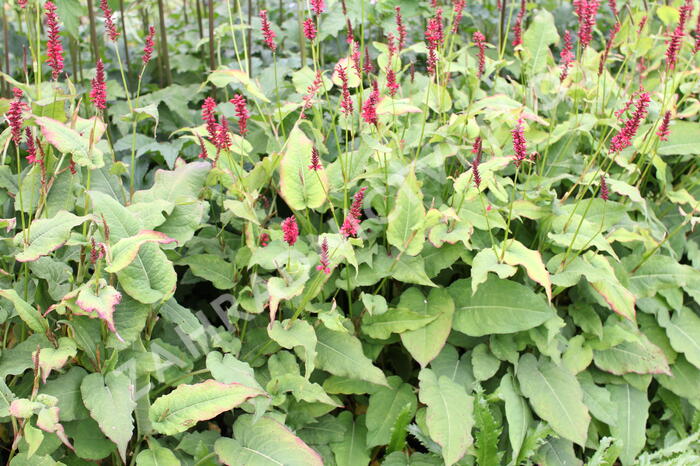 Rdesno 'Red Baron' - Bistorta amplexicaulis 'Red Baron'