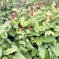 Rdesno 'Red Baron' - Bistorta amplexicaulis 'Red Baron'