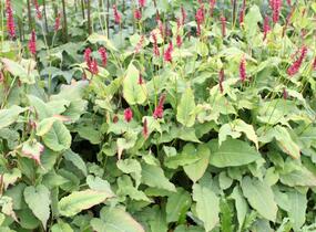 Rdesno objímavé 'Red Baron' - Bistorta amplexicaulis 'Red Baron'