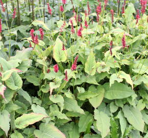 Rdesno 'Red Baron' - Bistorta amplexicaulis 'Red Baron'