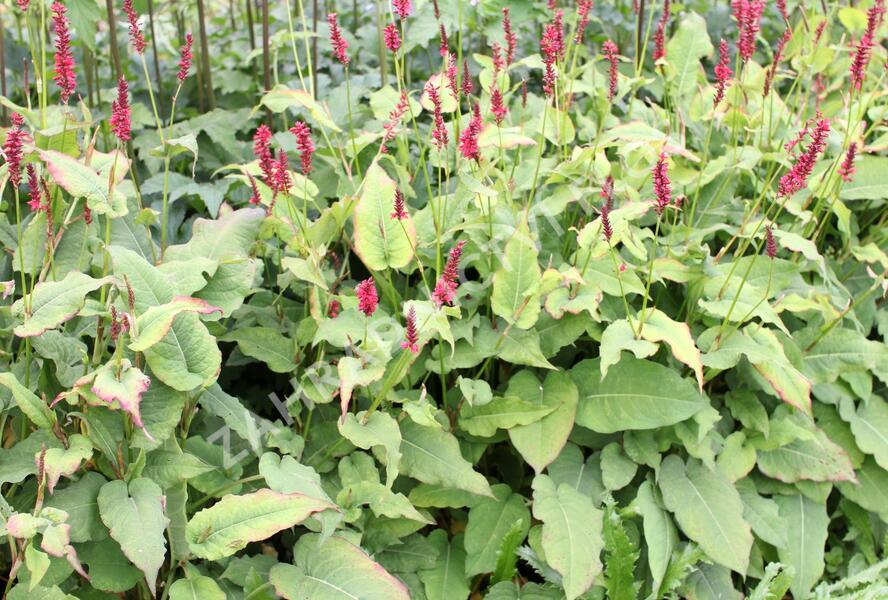 Rdesno objímavé 'Red Baron' - Bistorta amplexicaulis 'Red Baron'