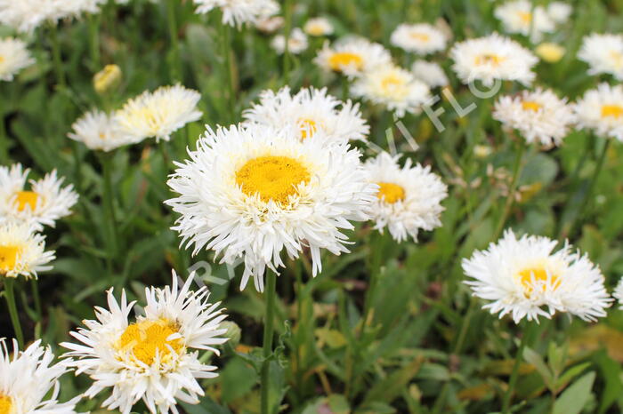 Kopretina největší 'Real Galaxy' - Leucanthemum maximum 'Real Galaxy'