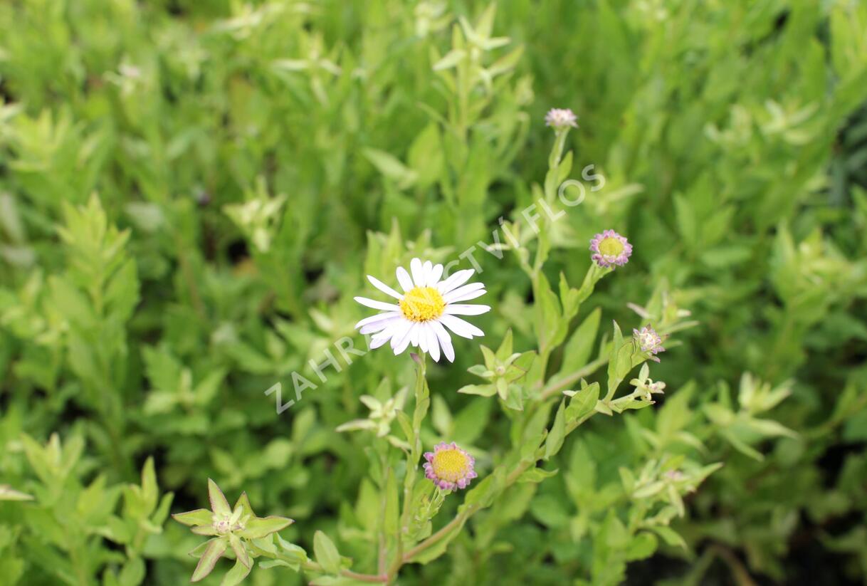 Japonská astra 'Madiva' - Kalimeris incisa 'Madiva'