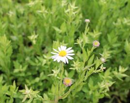Japonská astra 'Madiva'
