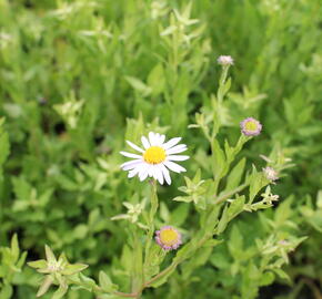 Japonská astra 'Madiva' - Kalimeris incisa 'Madiva'