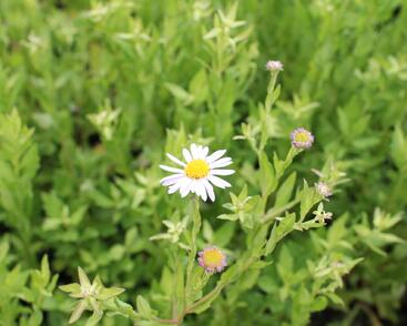 Japonská astra 'Madiva'