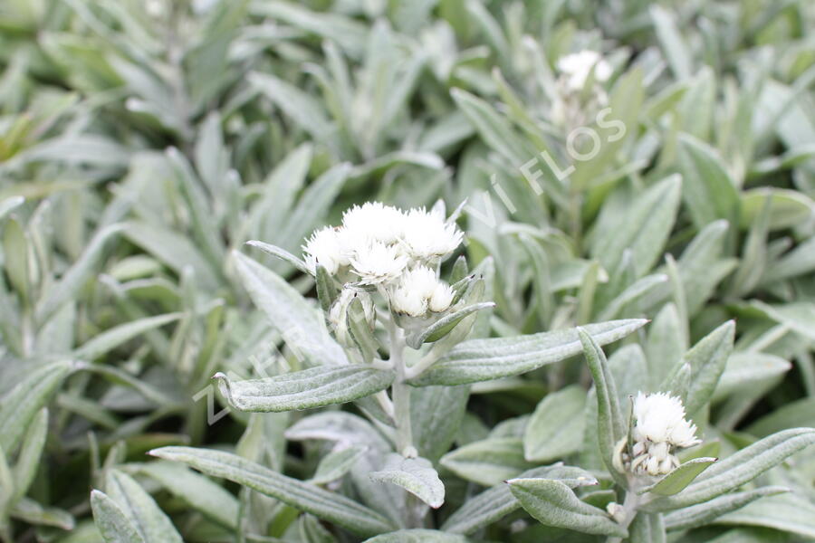 Plesnivka trojžilná 'Silver Wave' - Anaphalis triplinervis 'Silver Wave'