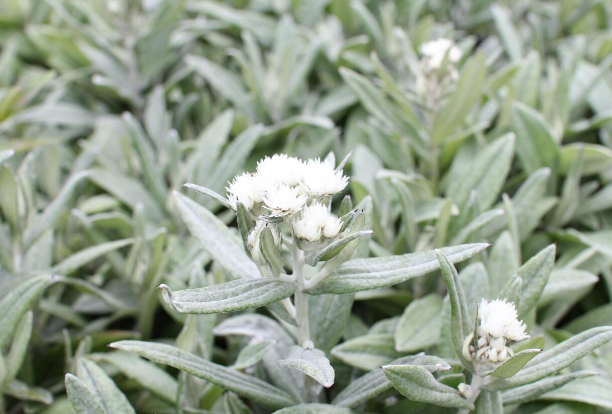 Plesnivka trojžilná 'Silver Wave' - Anaphalis triplinervis 'Silver Wave'