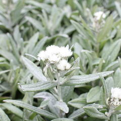Plesnivka trojžilná 'Silver Wave' - Anaphalis triplinervis 'Silver Wave'