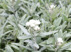 Plesnivka trojžilná 'Silver Wave' - Anaphalis triplinervis 'Silver Wave'