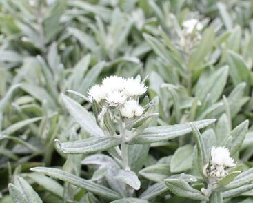 Plesnivka trojžilná 'Silver Wave'