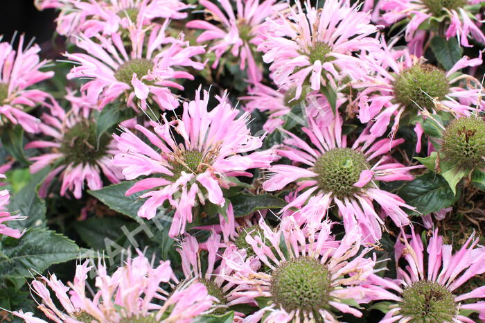 Zavinutka 'Sugar Buzz Pink Frosting'' - Monarda 'Sugar Buzz Pink Frosting'