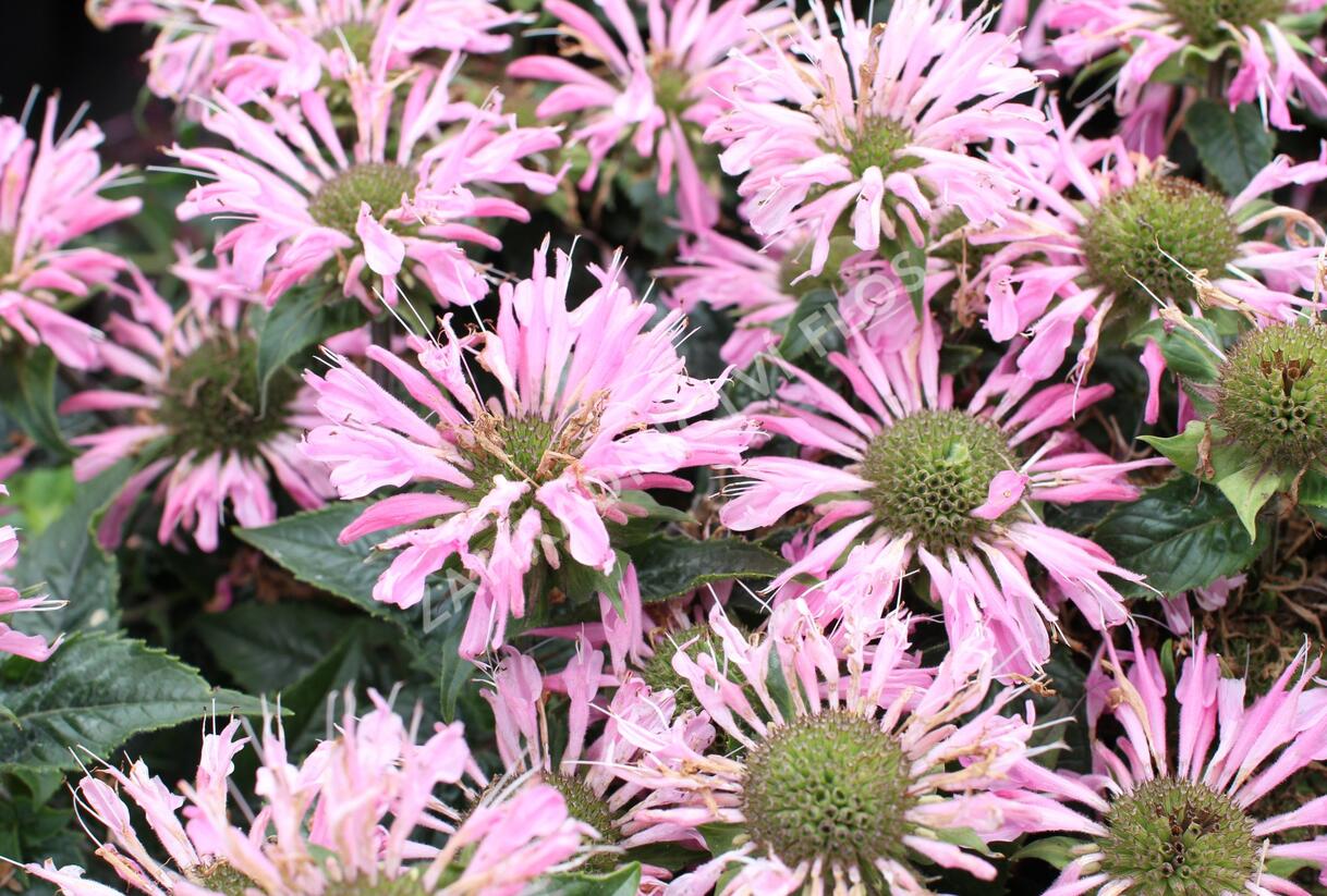 Zavinutka 'Sugar Buzz Pink Frosting'' - Monarda 'Sugar Buzz Pink Frosting'
