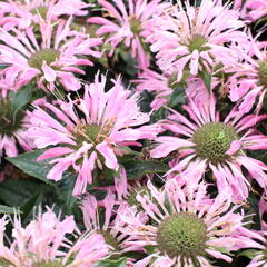 Zavinutka 'Sugar Buzz Pink Frosting'' - Monarda 'Sugar Buzz Pink Frosting'