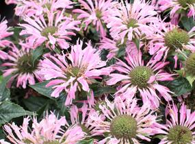 Zavinutka 'Sugar Buzz Pink Frosting'' - Monarda 'Sugar Buzz Pink Frosting'