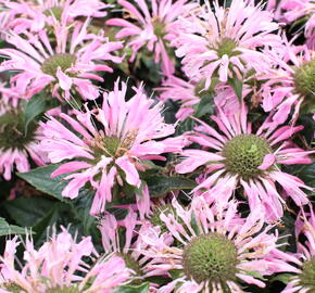 Zavinutka 'Sugar Buzz Pink Frosting'' - Monarda 'Sugar Buzz Pink Frosting'