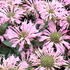 zavinutka-sugar-buzz-pink-frosting.jpg