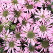 Zavinutka 'Sugar Buzz Pink Frosting'' - Monarda 'Sugar Buzz Pink Frosting'