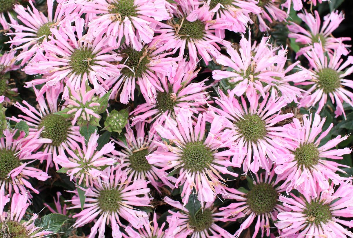 Zavinutka 'Sugar Buzz Pink Frosting'' - Monarda 'Sugar Buzz Pink Frosting'