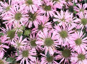 Zavinutka 'Sugar Buzz Pink Frosting'' - Monarda 'Sugar Buzz Pink Frosting'