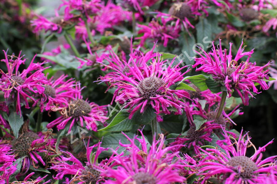 Zavinutka 'Sugar Buzz Grape Gumball' - Monarda 'Sugar Buzz Grape Gumball'