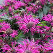 Zavinutka 'Sugar Buzz Grape Gumball' - Monarda 'Sugar Buzz Grape Gumball'