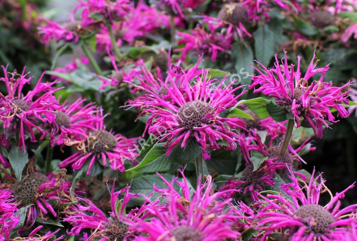 Zavinutka 'Sugar Buzz Grape Gumball' - Monarda 'Sugar Buzz Grape Gumball'